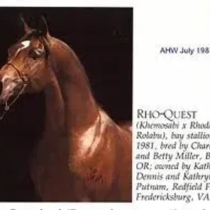 Rho-Quest