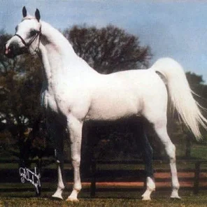 Shaikh Al Badi