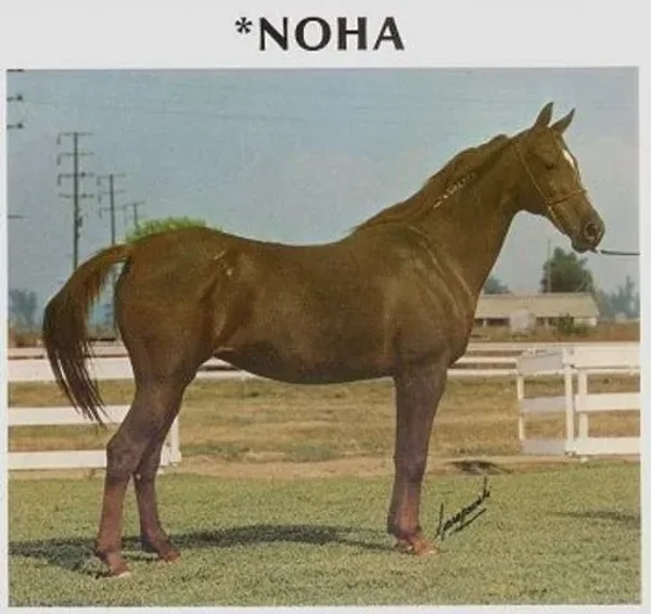 NOHA