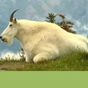 Mountain Goat