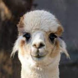 Most Important to remember about Alpacas