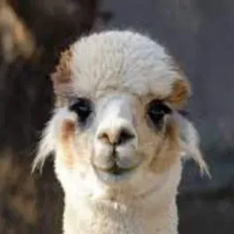 Most Important to remember about Alpacas