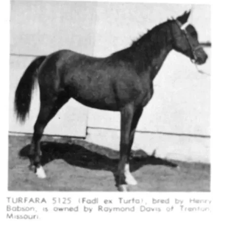 Turfara