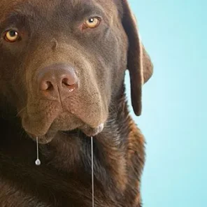 Why Does My Dog Drool So Much?