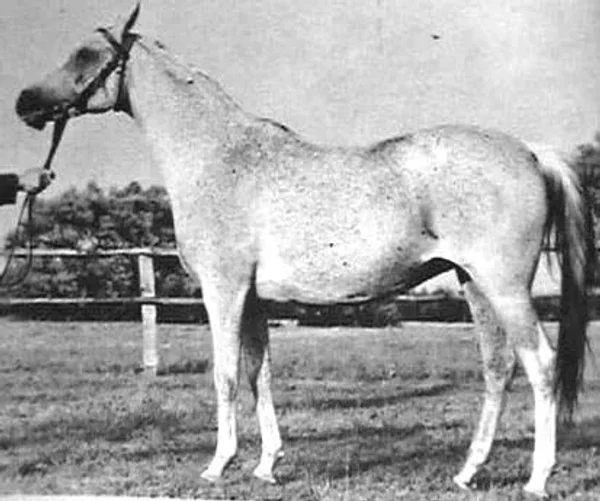 Ambara