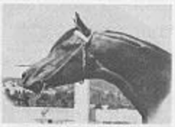 Cytarus