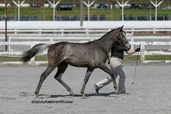Roze Arabians
