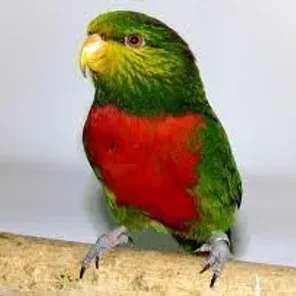 Orange-billed Lorikeet