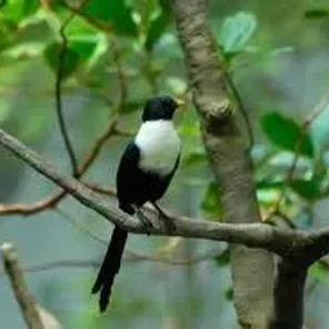 White-necked Myna
