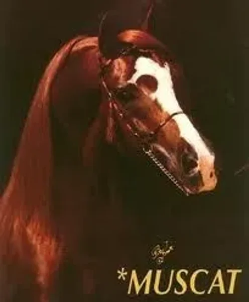 Muscat