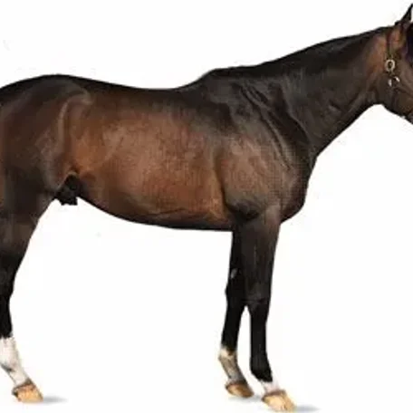 History of the Thoroughbred Horse