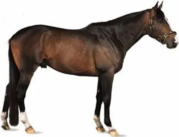 History of the Thoroughbred Horse