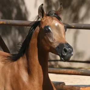 EXOTIIK EMIR RKA