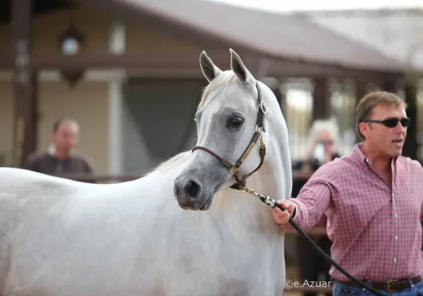 This white beauty is one of my most favorite Versace daughters!
IVORY LAVITA E BELLA ( VERSACE x IVORY KOMETA )