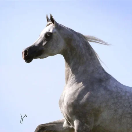 Luxemere Jizette Champion Arabian Mare