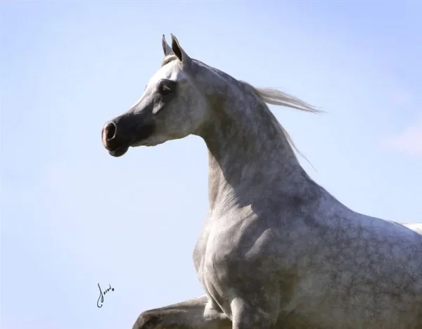 Luxemere Jizette Champion Arabian Mare