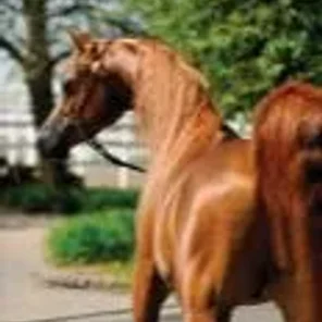 Xanthuss