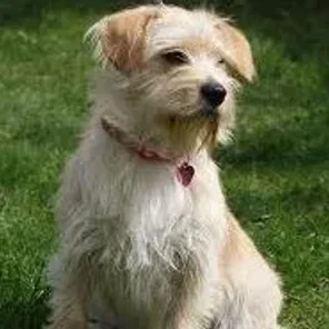 Cavestie (Designer Dog)