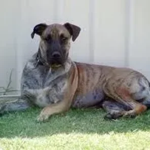 Great Danebull (Designer Dog)
