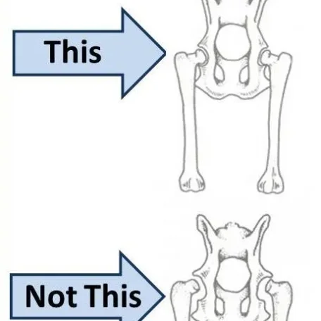 Hip Dysplasia in Dogs