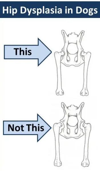 Hip Dysplasia in Dogs