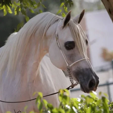 *Zerlina JM is bred to Scottsdale Supreme Champion *Pogrom.