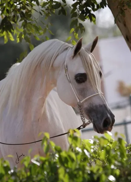 *Zerlina JM is bred to Scottsdale Supreme Champion *Pogrom.