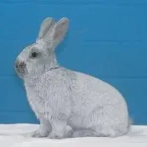Argente Bleu