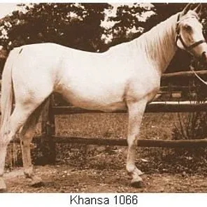 Khansa