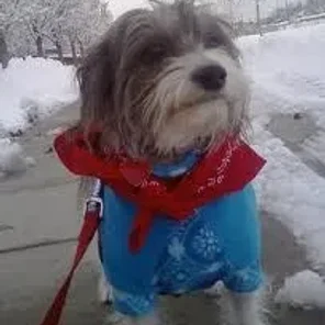 Italian Tzu (Designer Dog)