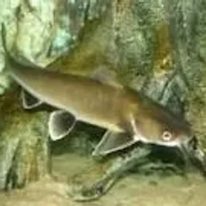 Catfish - Shark