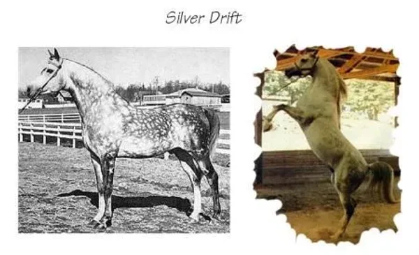 *SILVER DRIFT