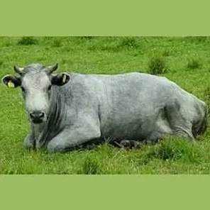 Lithuanian Light Grey
