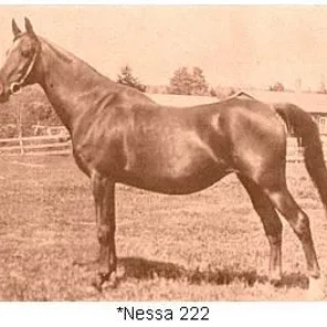 Nessa