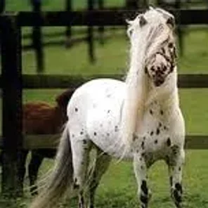 Falabella