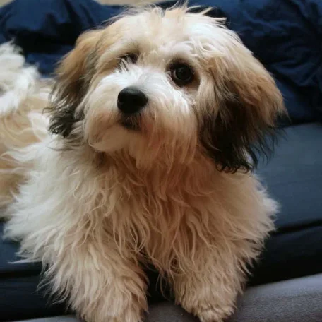Teddy bear mode.