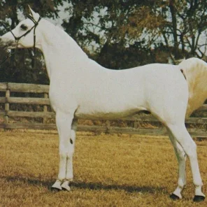 ANSATA EL SHERIF