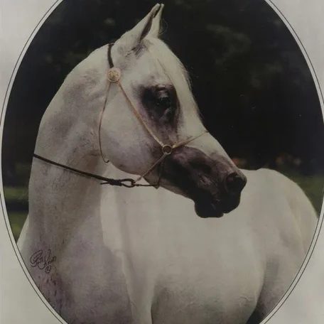 ANSATA SHAH ZAHIR