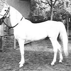 HAMDAN