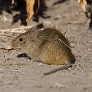 Indian Desert Jird