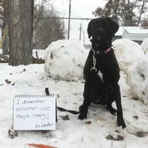 Naughty Dogs