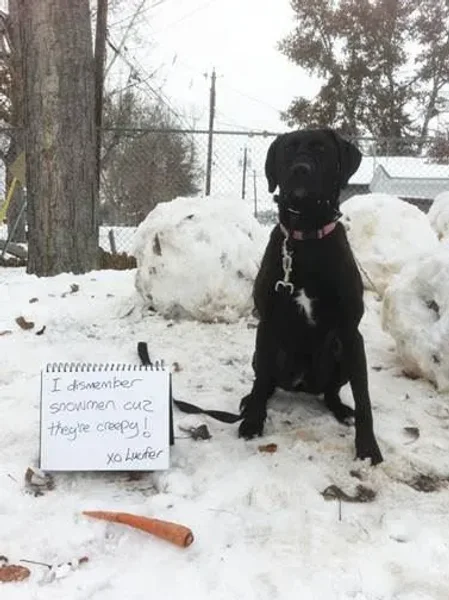 Naughty Dogs