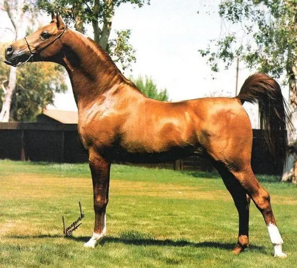 MS ELLUSION
