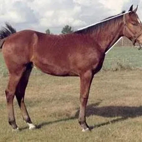 horse conformation #conformation