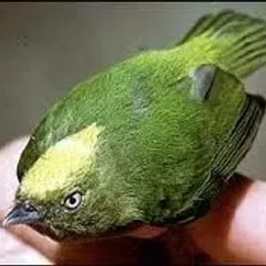 Golden-crowned