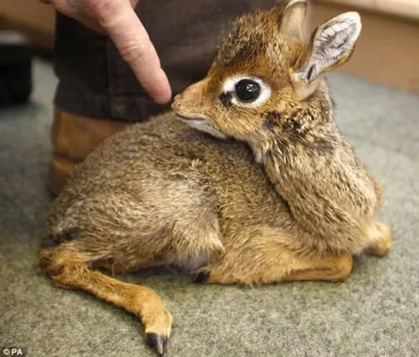 Keepers Raise Tiny Dik Dik at Pueblo Zoo