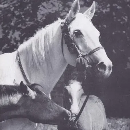 Jatta 1933 Arabian Mare.