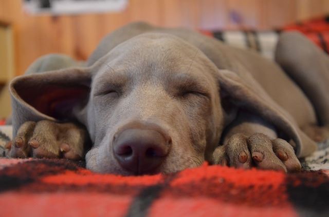 Do Dogs Have Nightmares?