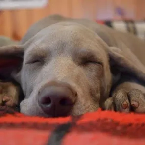 Do Dogs Have Nightmares?
