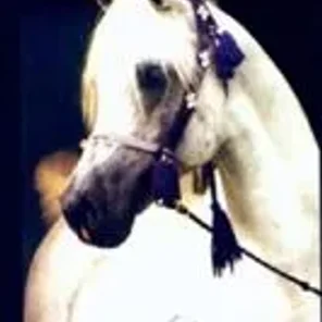 Shaikh El Sherif